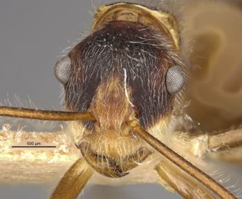 Media type: image;   Entomology 21637 Aspect: head frontal view